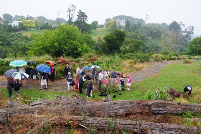 The first kowhai goes in- January 2012- Cambridge Tree Trust